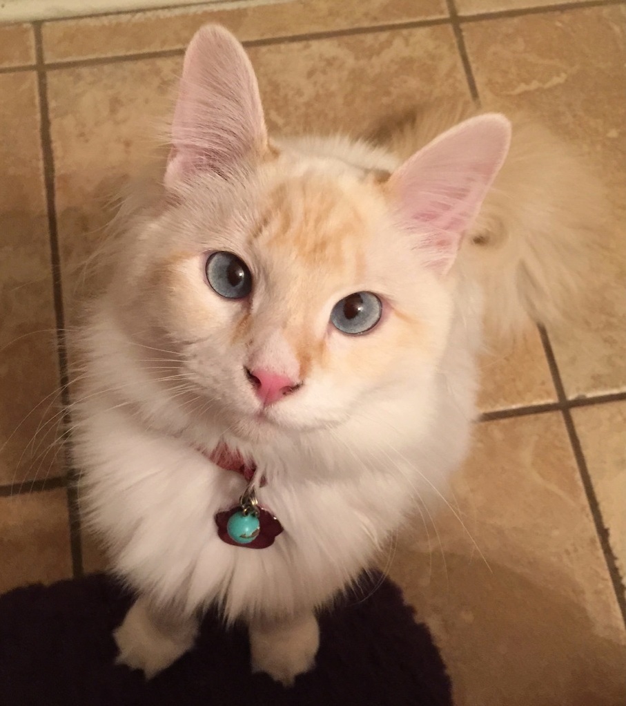 My Ragdoll Kitty Isis 10 Months Old the Older She Gets the Darker Her Face Is Getting.