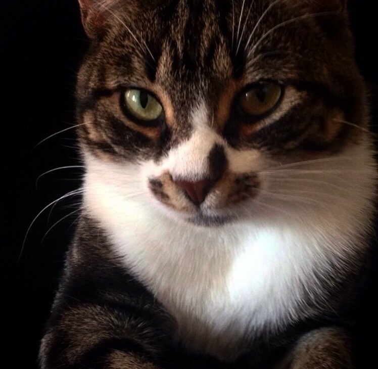 My Regal Cat