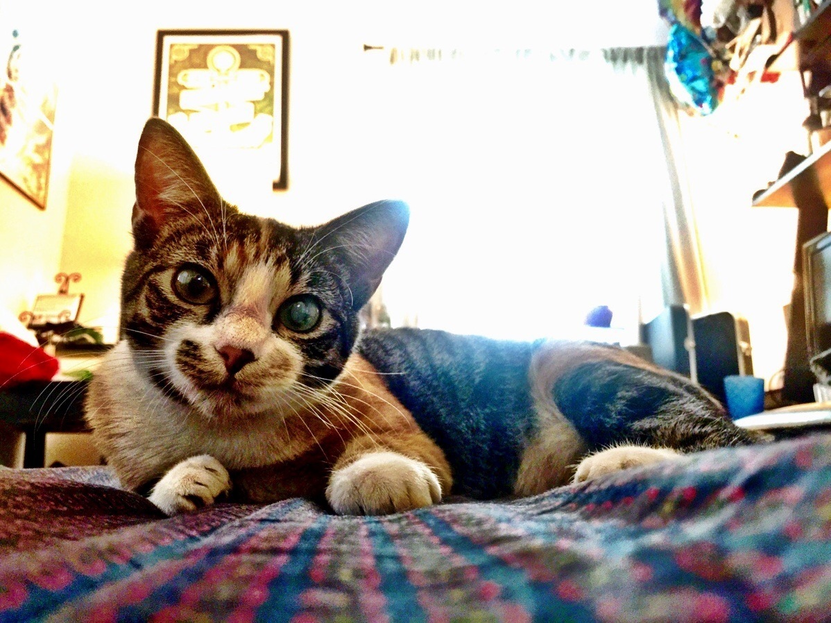 My Roommates Kitten Is Quite the Photogenic Feline.