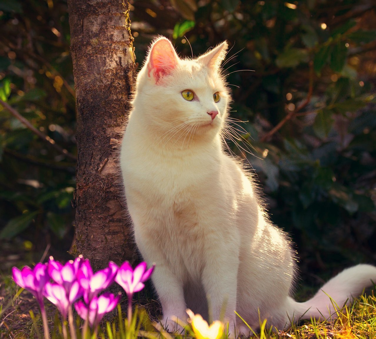 My Two Year Old Snowflake Markisa Acting Like the Covergirl for a Cat Litter Packaging