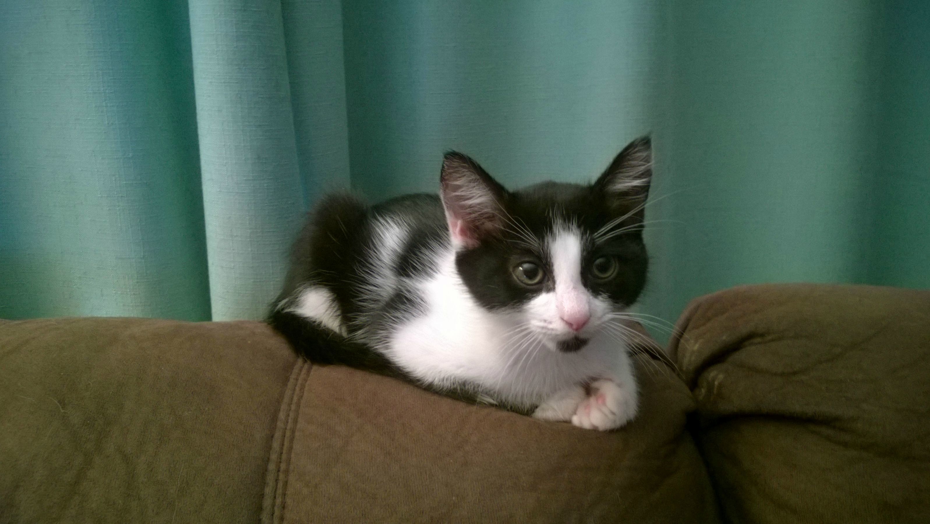 Nikolais Just Had Surgery for Intestinal Telescoping. Get Well Soon My Little Snuggly Kitty. More Detail in Comments
