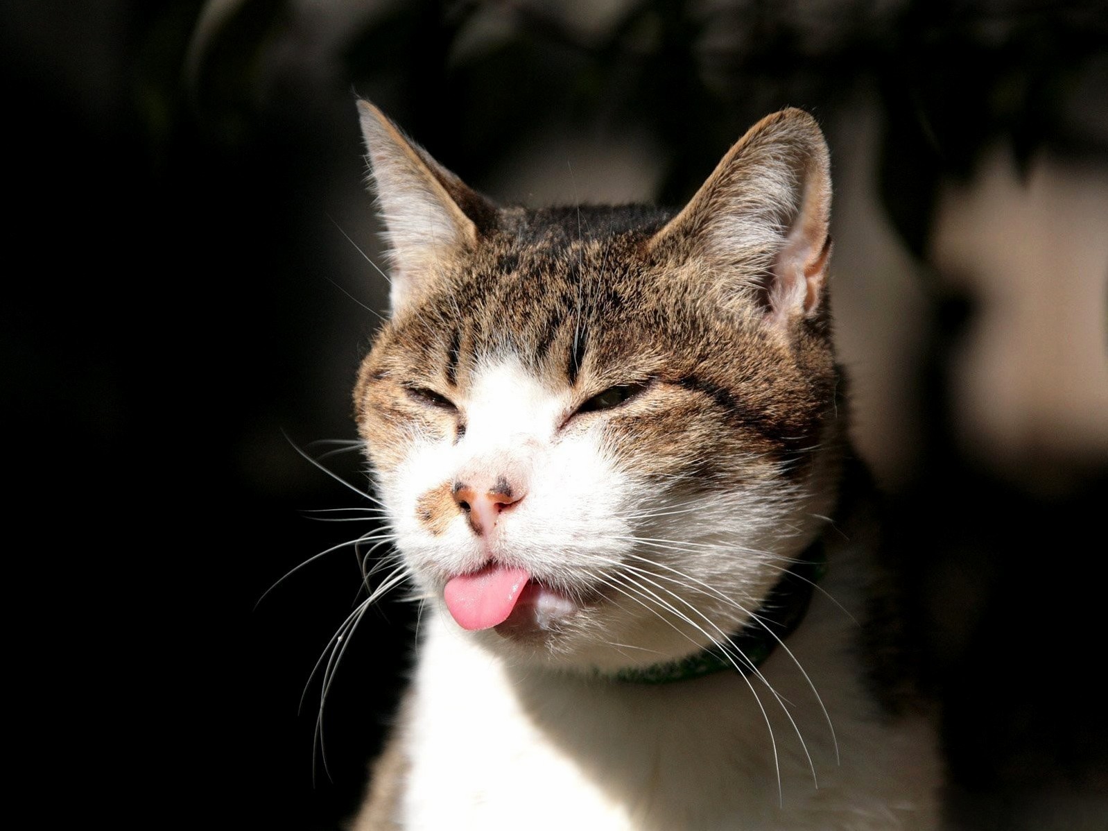 Oh Cat Blep Its Awesome Its Real Ops