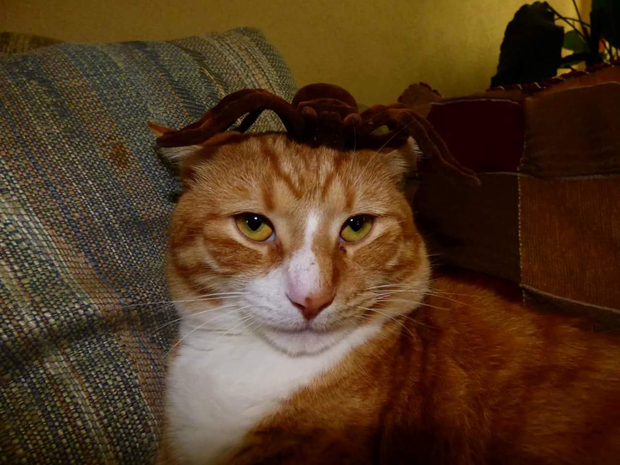Oh Theres a Spider on My Head Like I Care.
