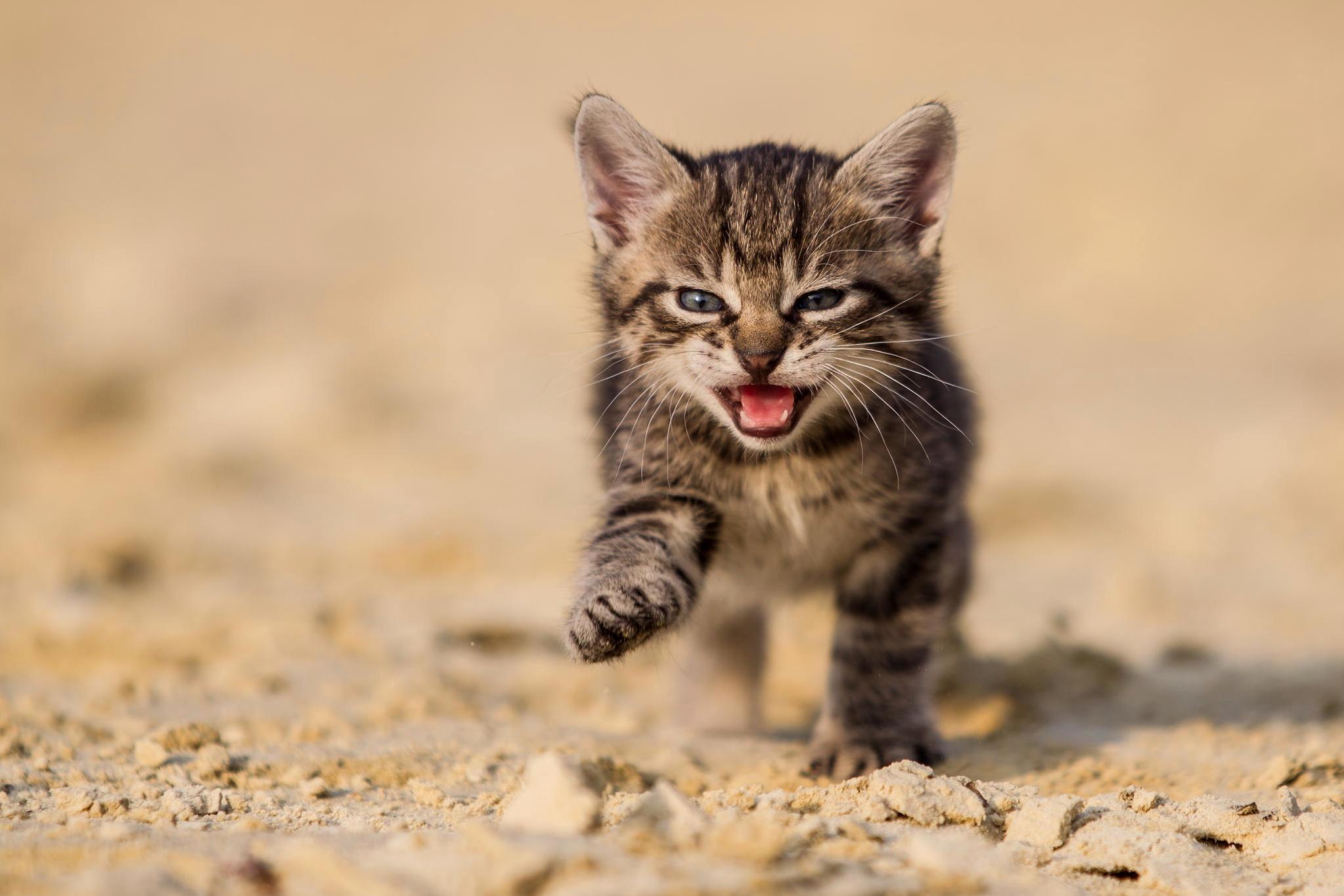 On the Hunt