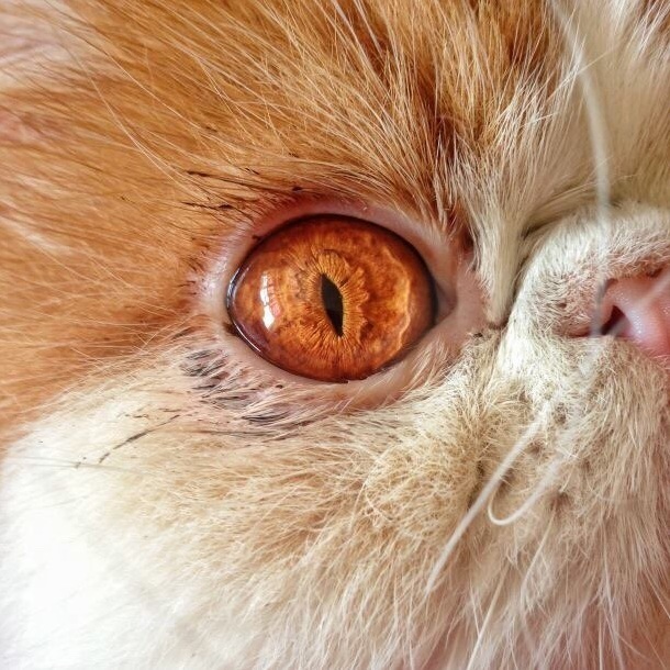 One Cat to Rule Them All.