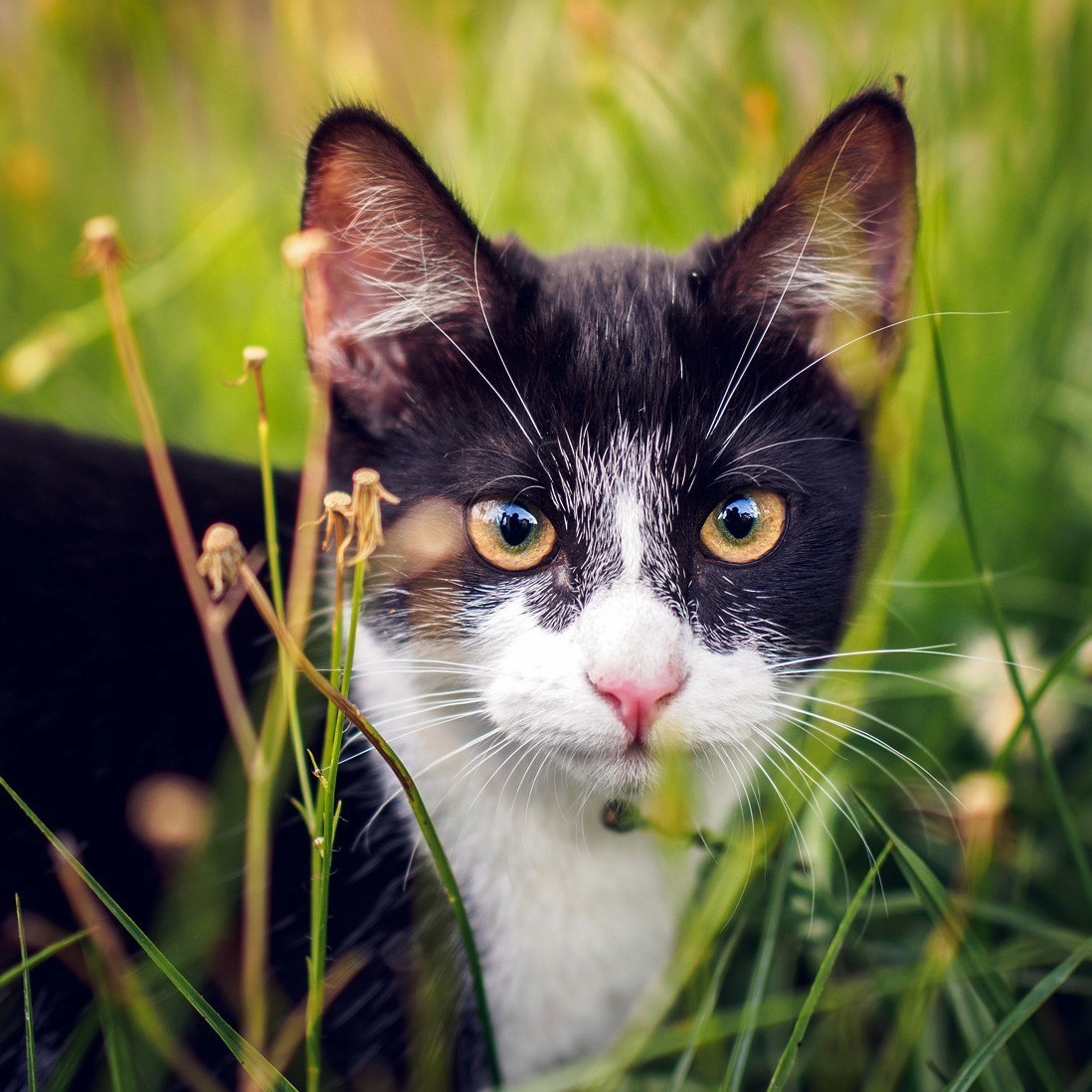 One of Our Six Kittens She Likes to Stare Into Your Soul.