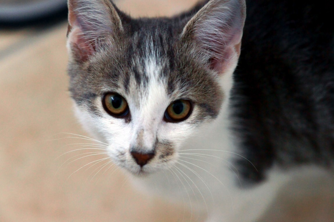 Our Foster Kitten of the Week