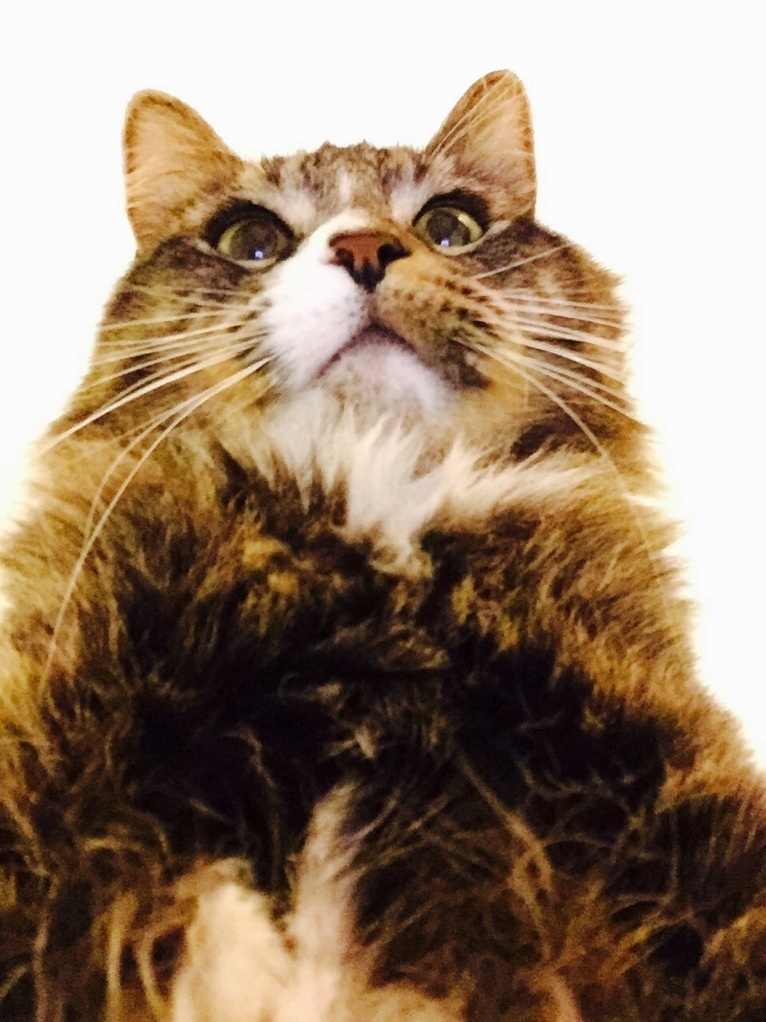 Pablos Fascinated Look Whenever He Spots Floss.