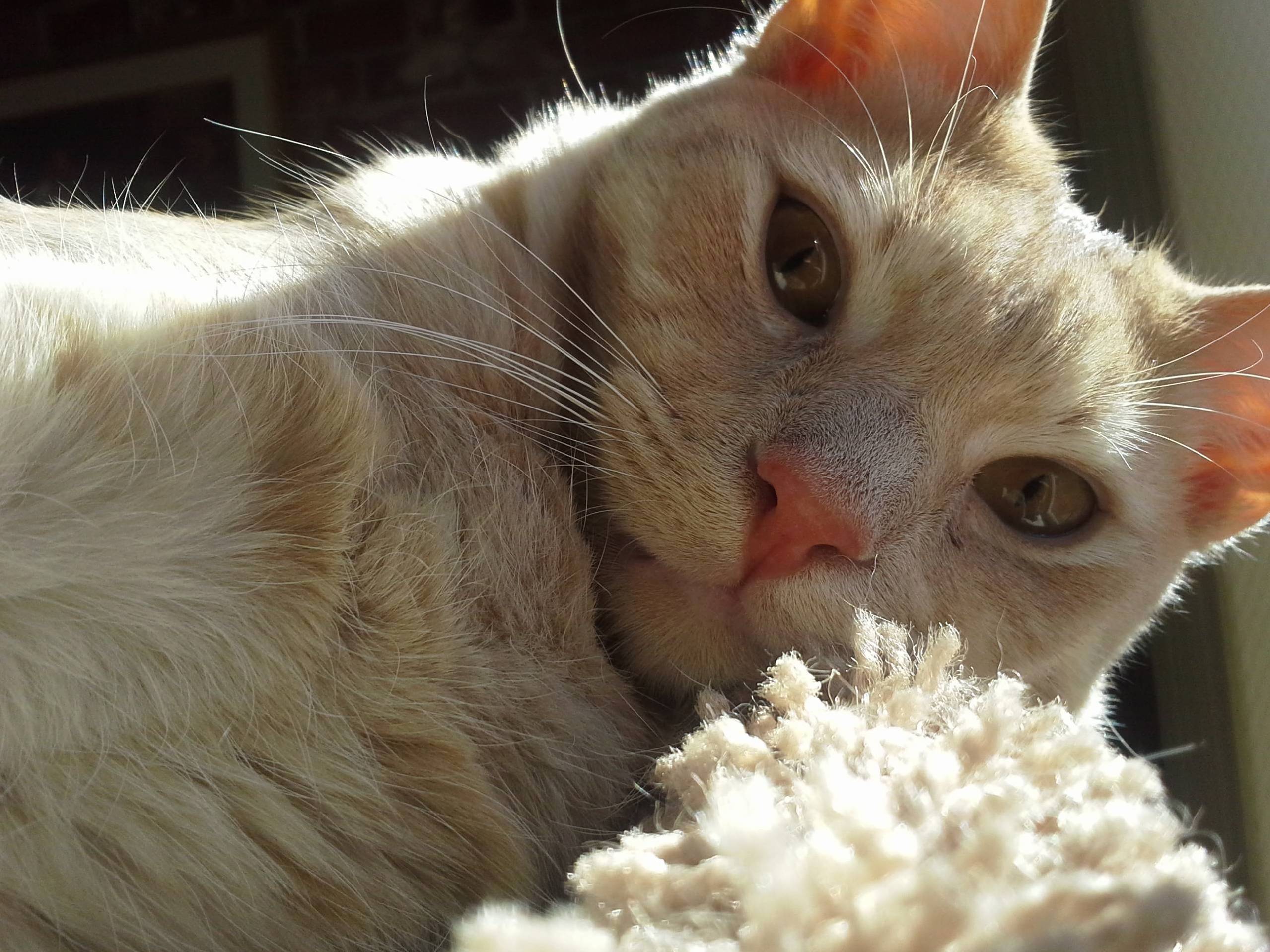Paul Bends Me to His Will with His Adorable Cat Face.