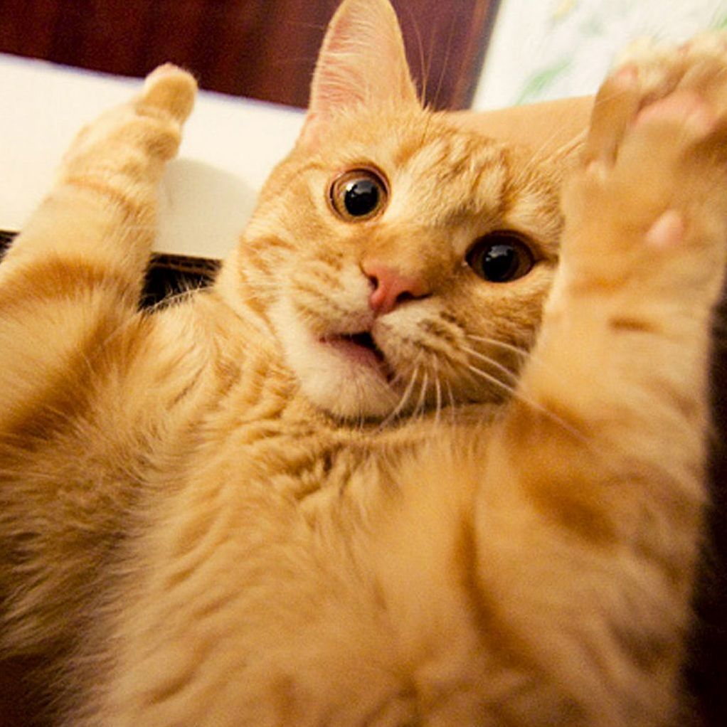 Paws Up Dont Shoot Camera