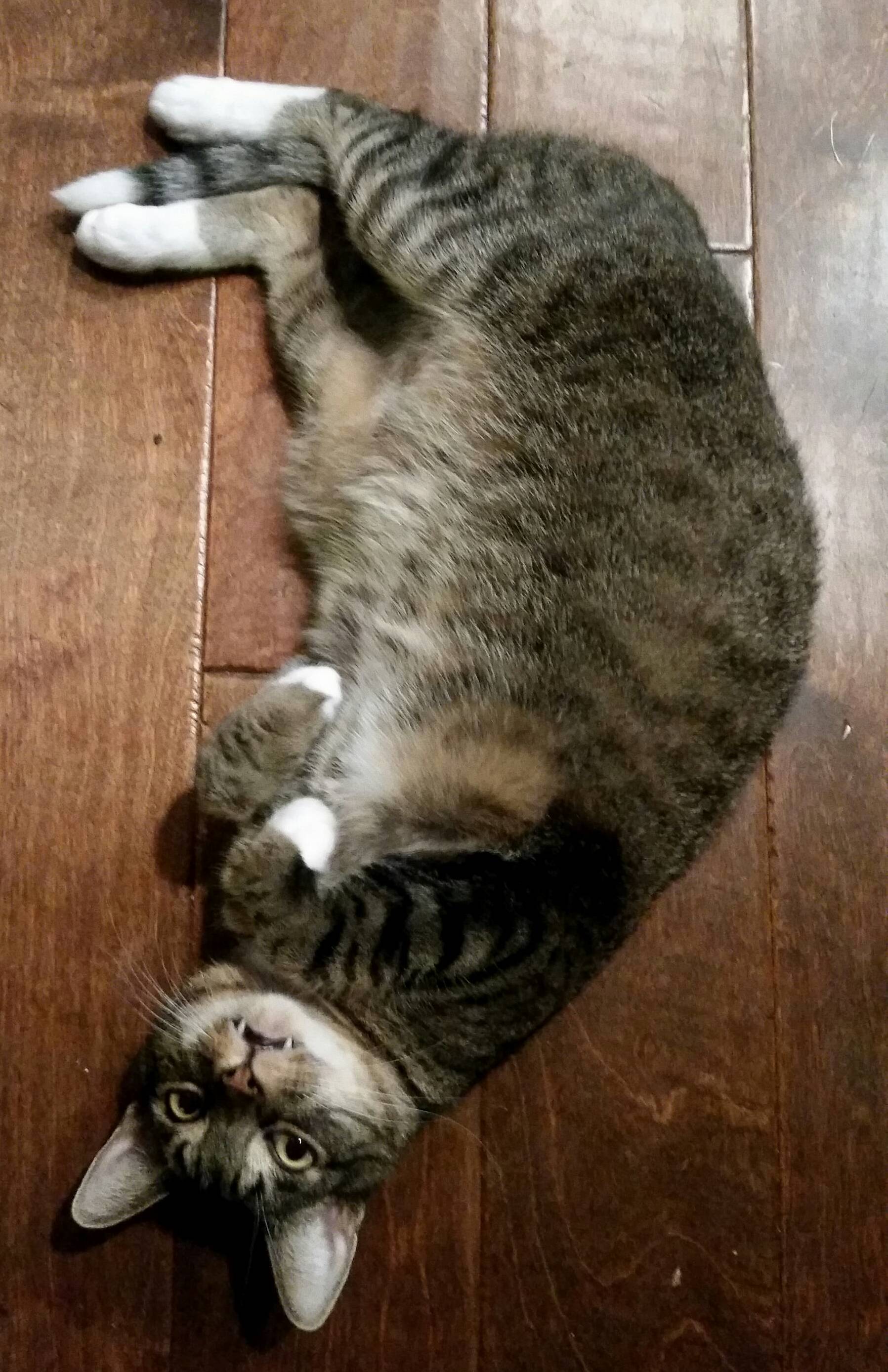 People Who Hate Cats Have Obviously Never Met Clancy