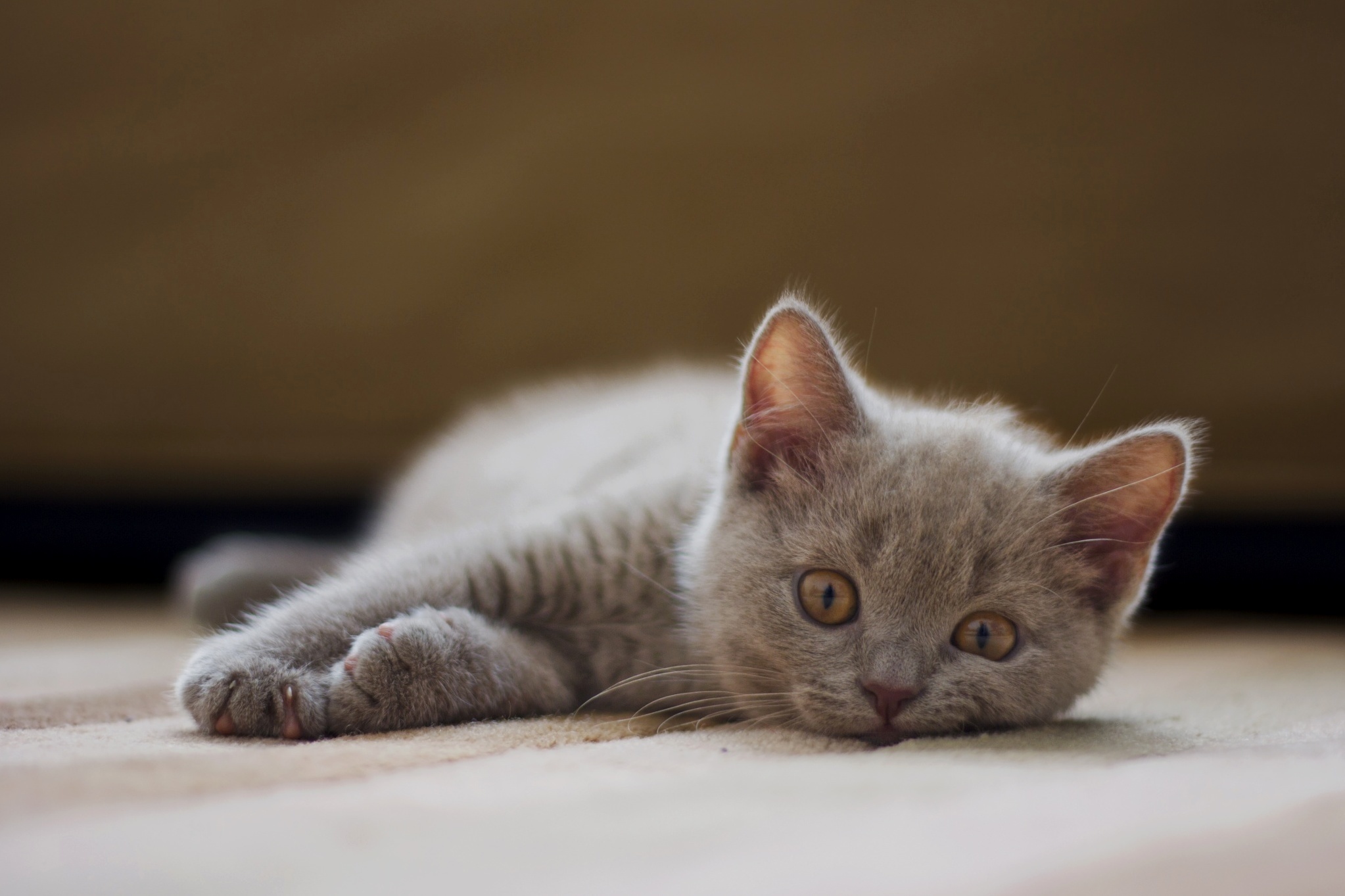 Playful Exhausted