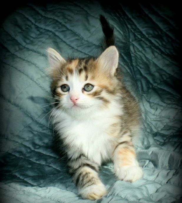 Please Help Me Name Our New Kitten.