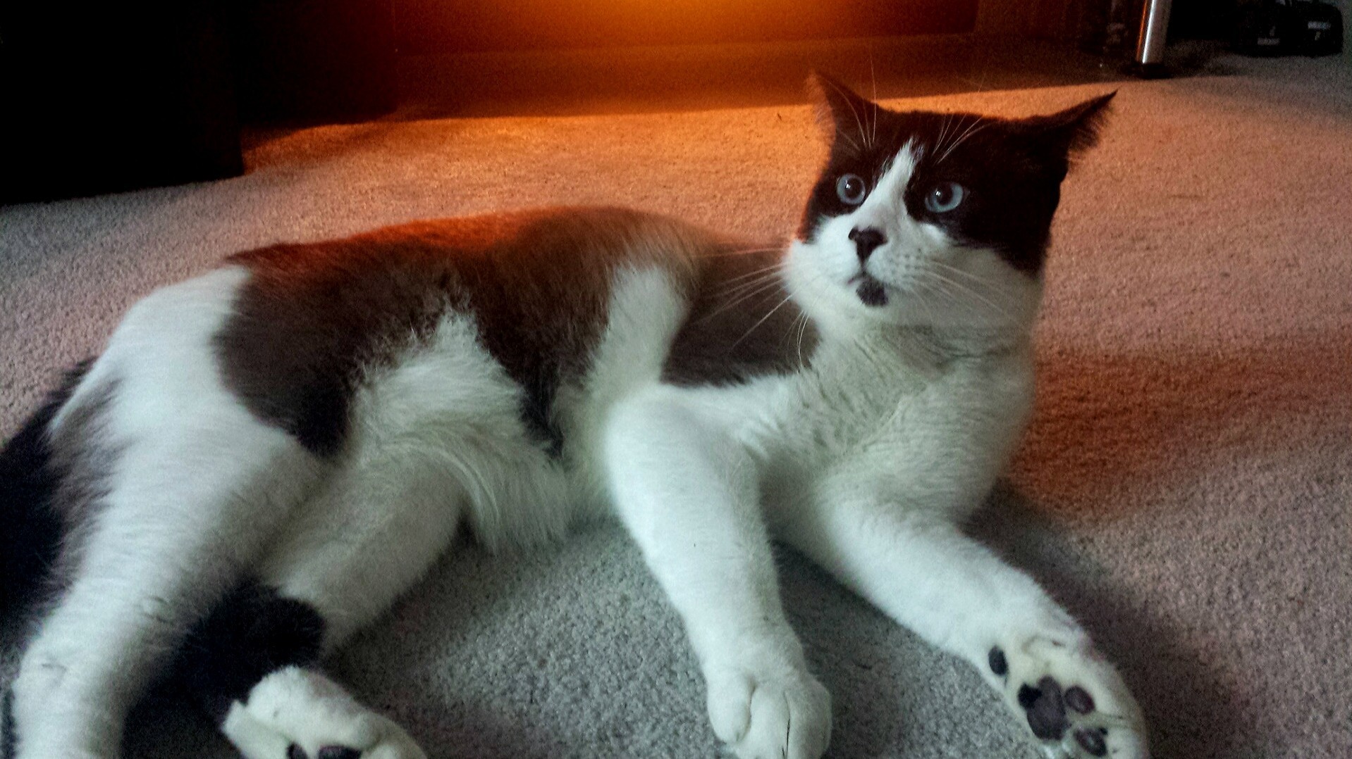 Post-catnip Uncertainty