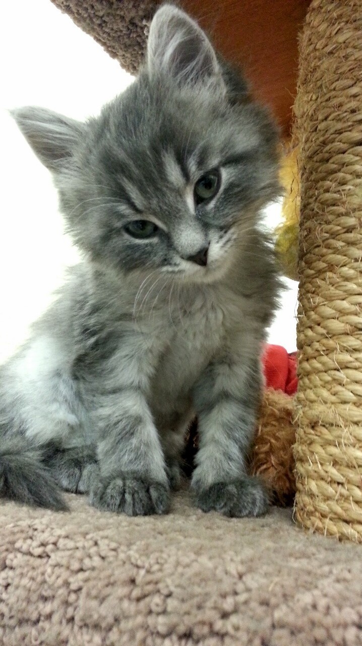 Pretty Wee Maya