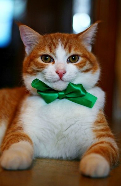 Ready for Christmas