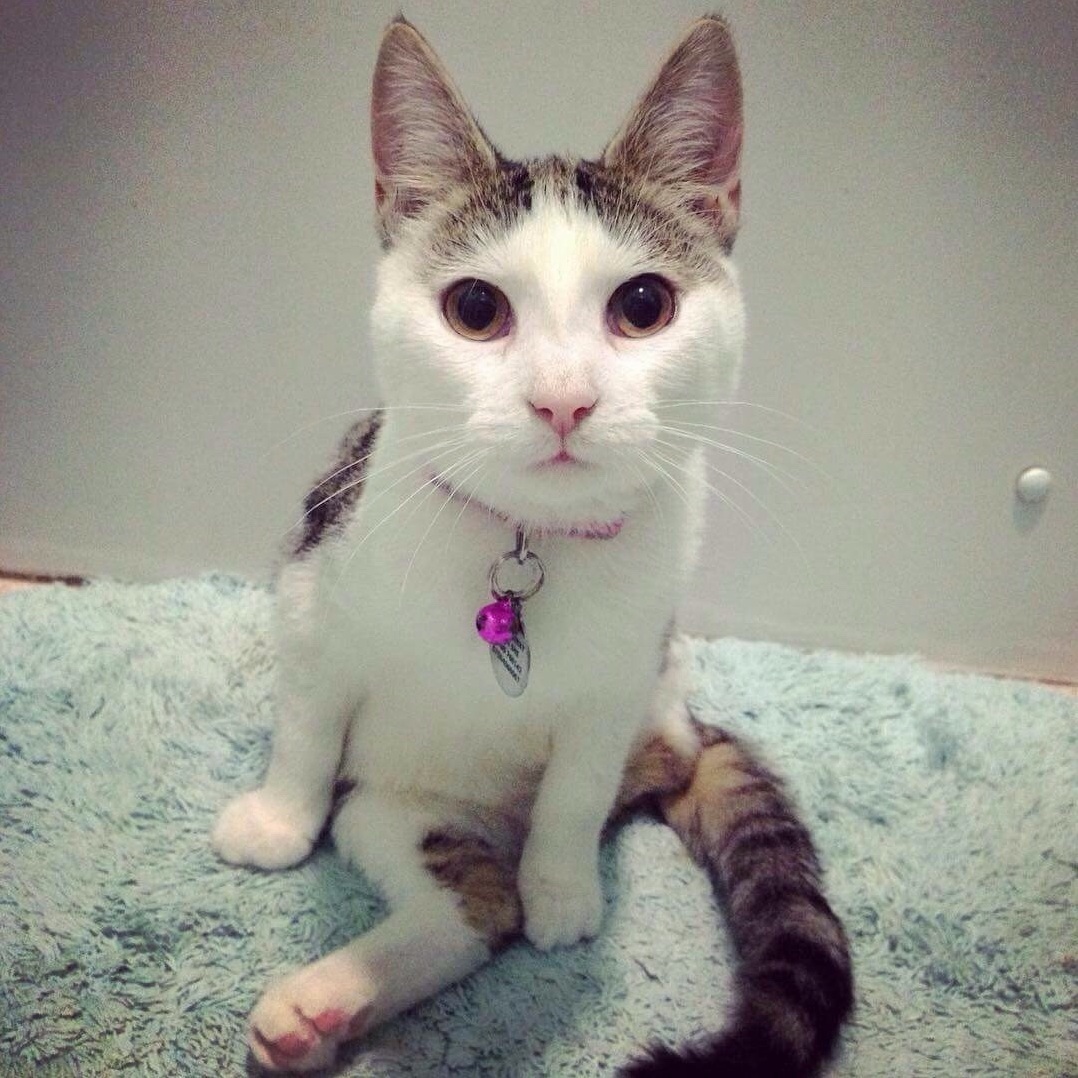 Recently Adopted a 3 Legged Kitten from the Rspca This Is Lily