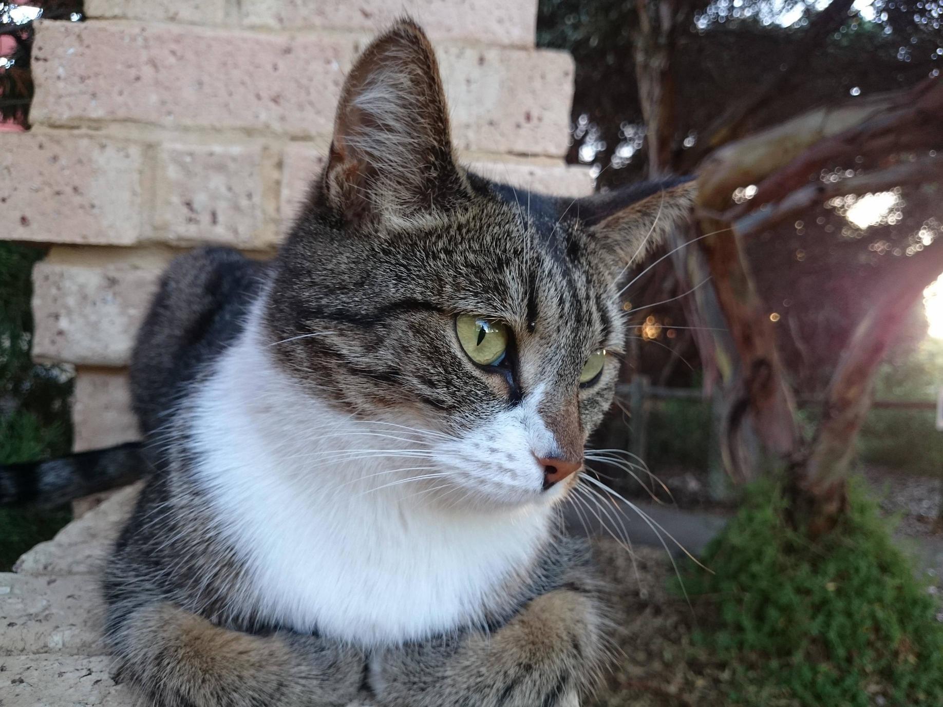 Relaxing on Caturday
