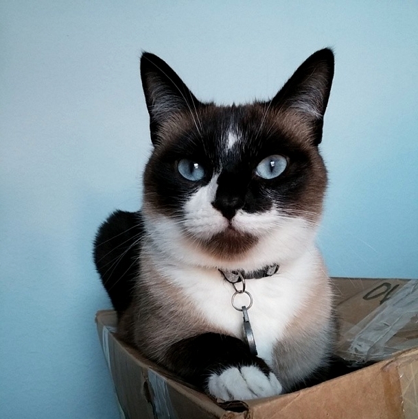 Rip My Beautiful Little Psycho M Tley Maeham