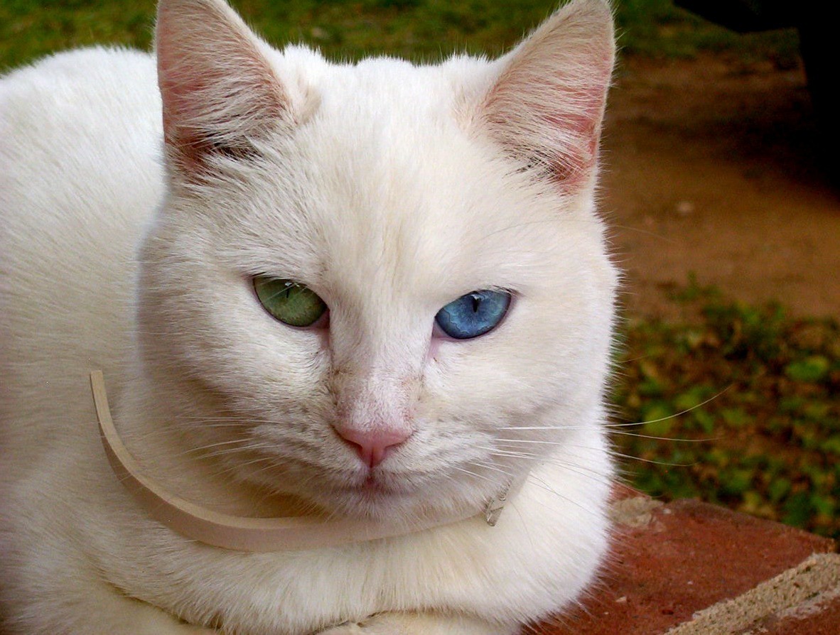 Rip My Crazy but Gorgeous Cat