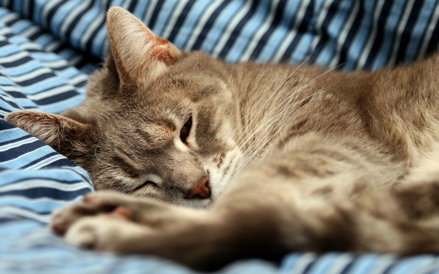 Saying Good-bye to My Best Friend of 19 Years. Pepper You Can Sleep Comfortably Now.