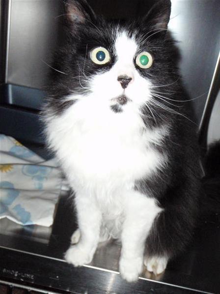 Searching My Local Spca for a New Cat When I Think I Found a Winner