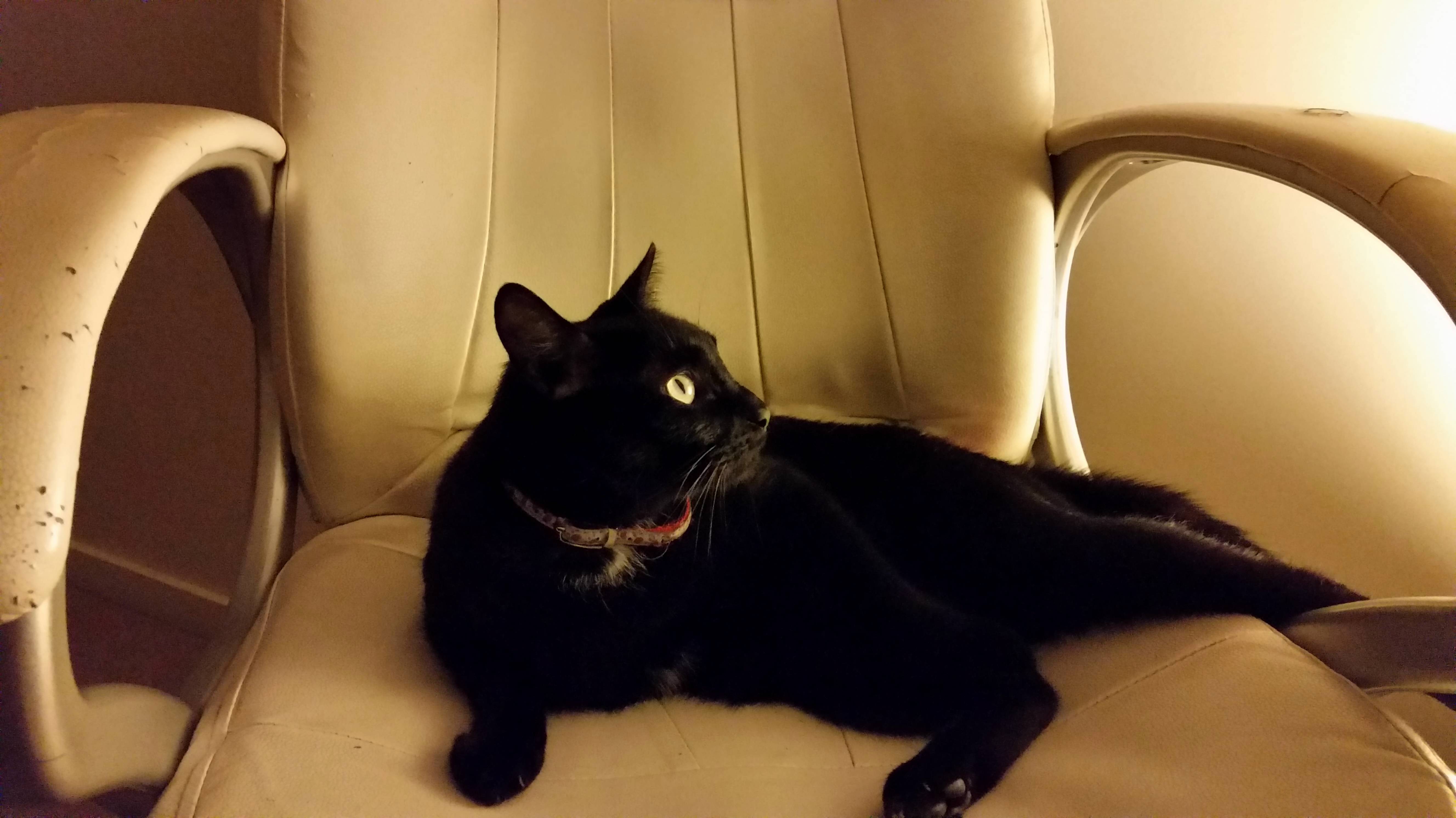 Seat Stealing Panther Can Steal Whatever He Wants.