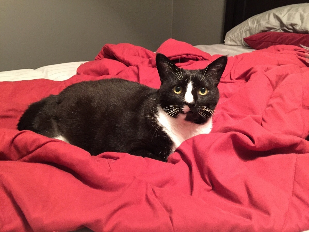 She Had the Most Common of Names but the Most Unique Personality That an Owner Could Ask For. I Ll Miss You Oreo.