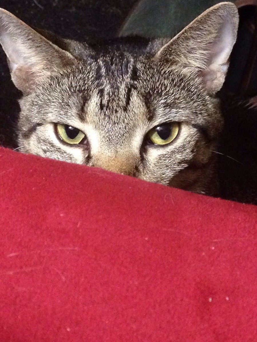 She Isnt Very Stealthy.