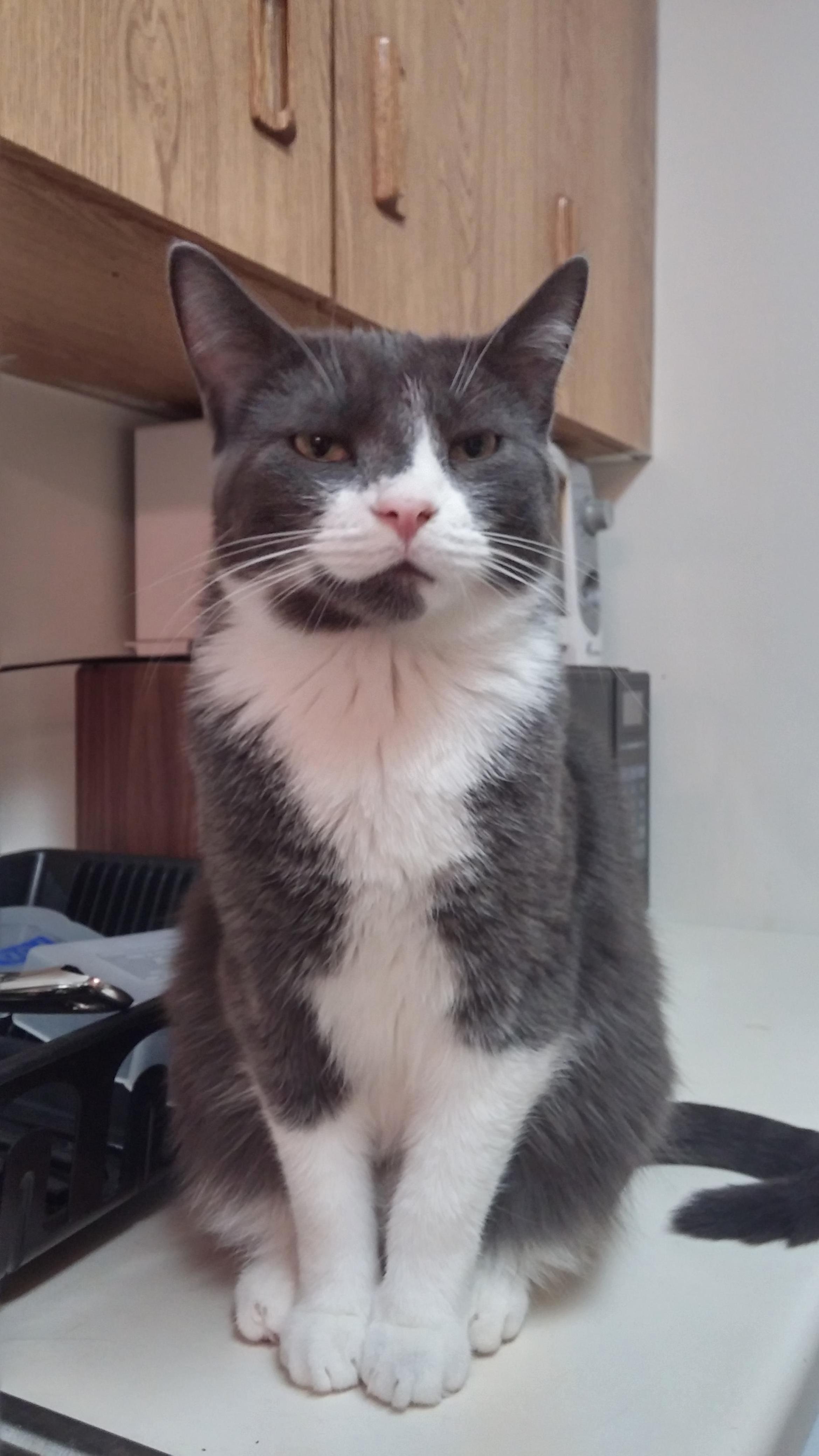Sherlock Makes This Face Whenever I Take Too Long to Feed Him