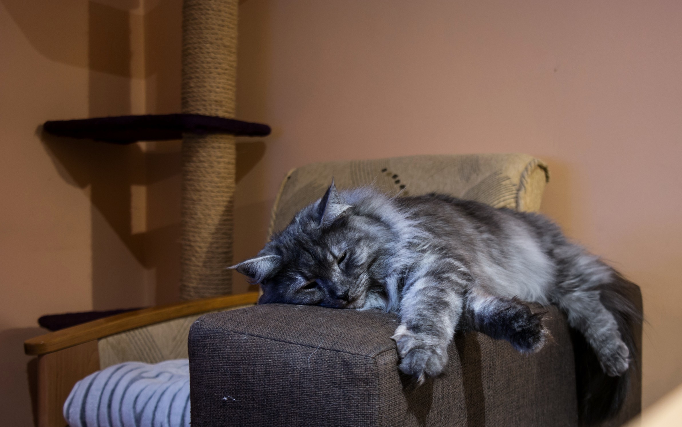 Sleeping Beast