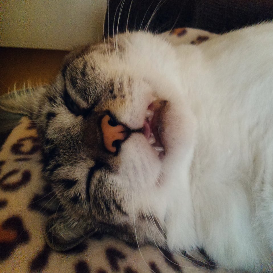 Sleeping Beauty