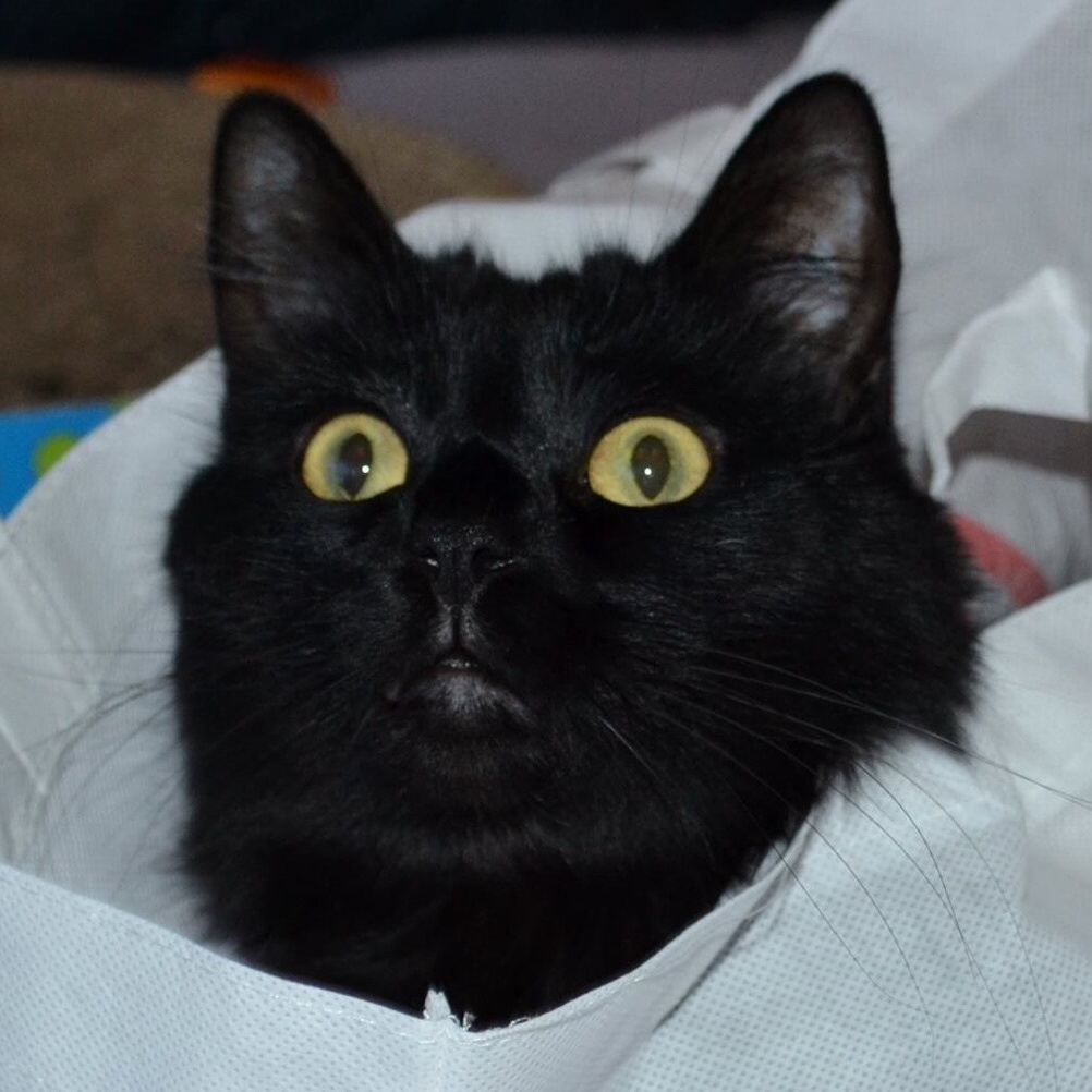 Snooping Around Looking for Gifts