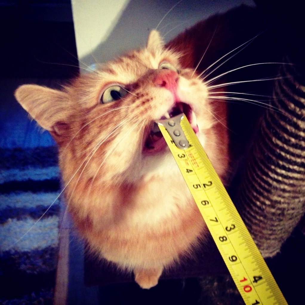 So This Is Dexter.