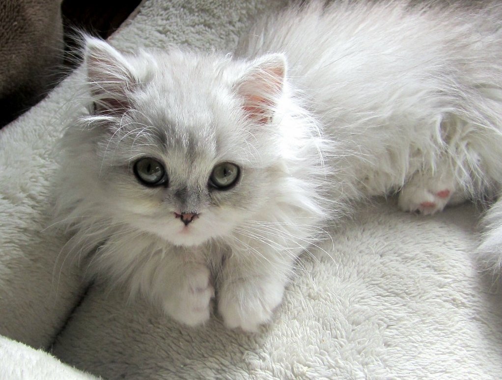 Some Cute Paws