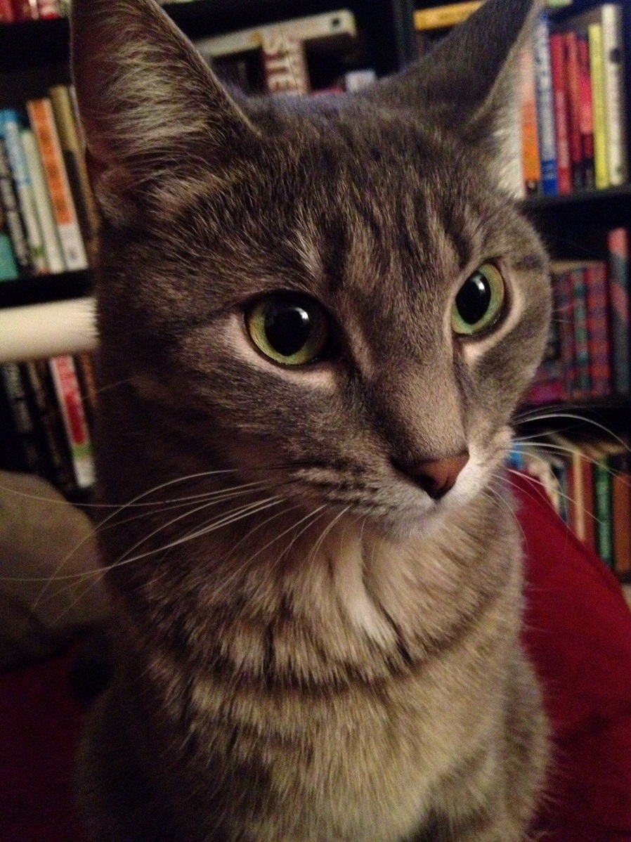 Some Days I Cant Even Describe My Love for This Little Gray Fuzz Ball. a Picture Will Have to Do.