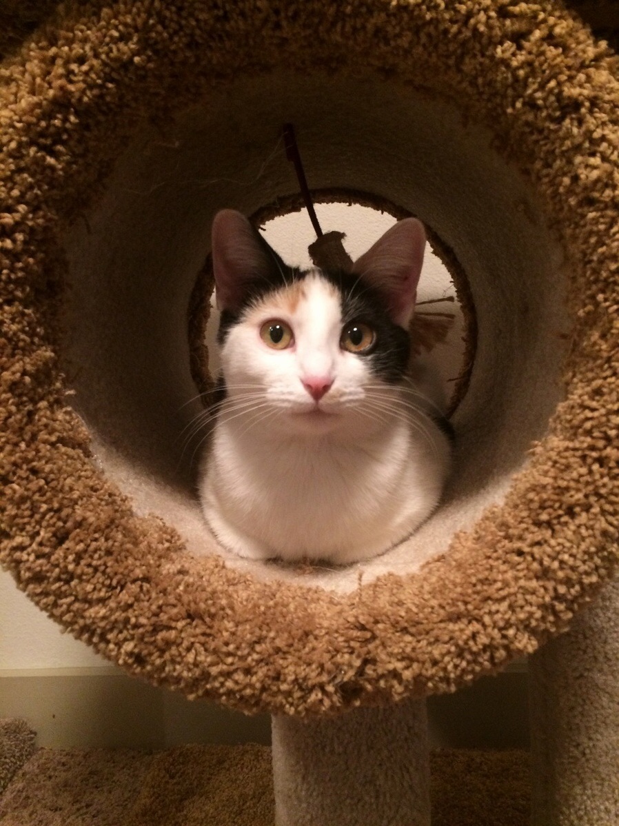 Someone Is Enjoying Their New Cat Tree