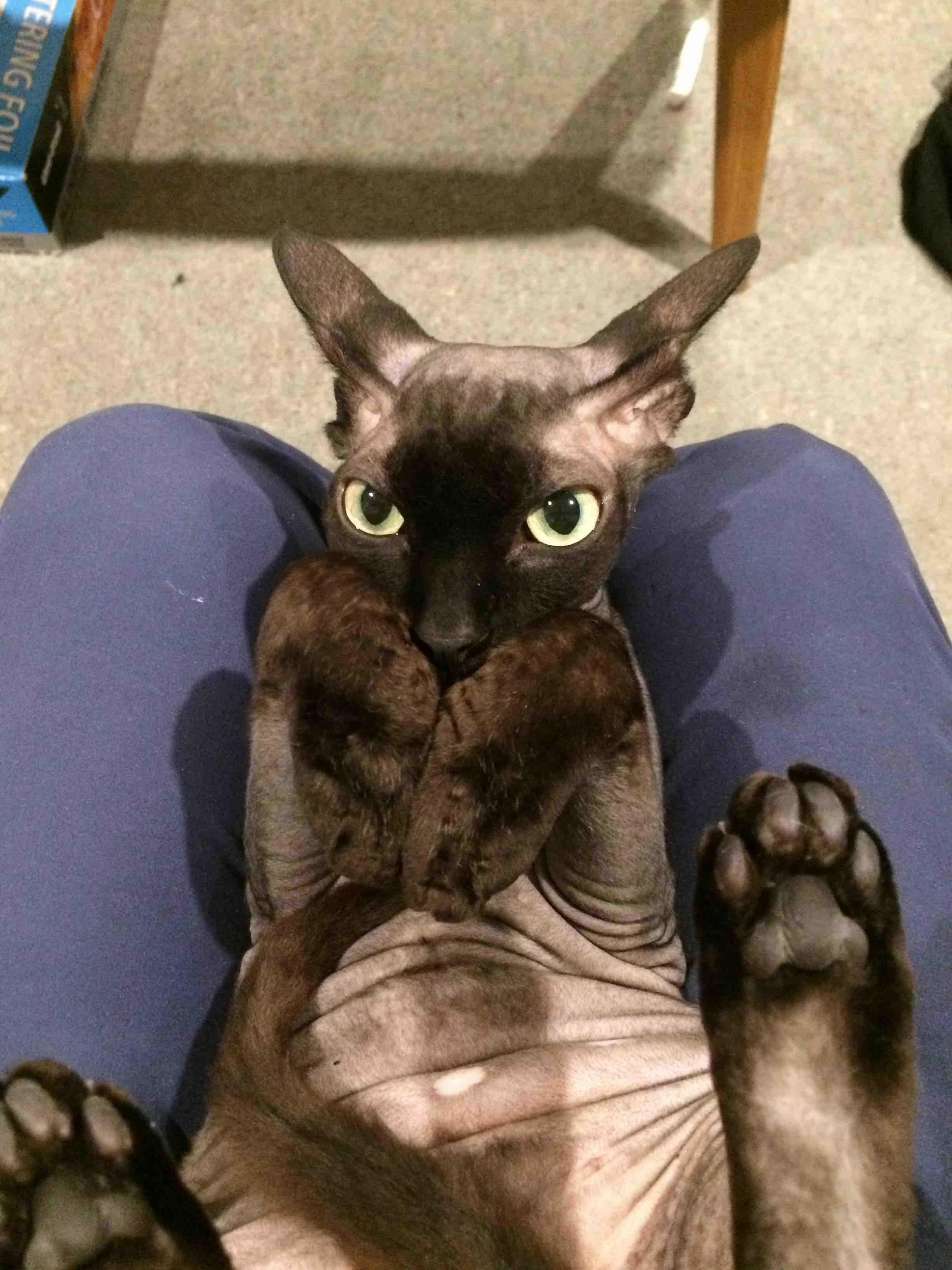 Sometimes Were Not Convinced That Tok Is a Cat.