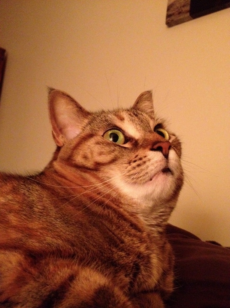 Spices I Dont Understand Face