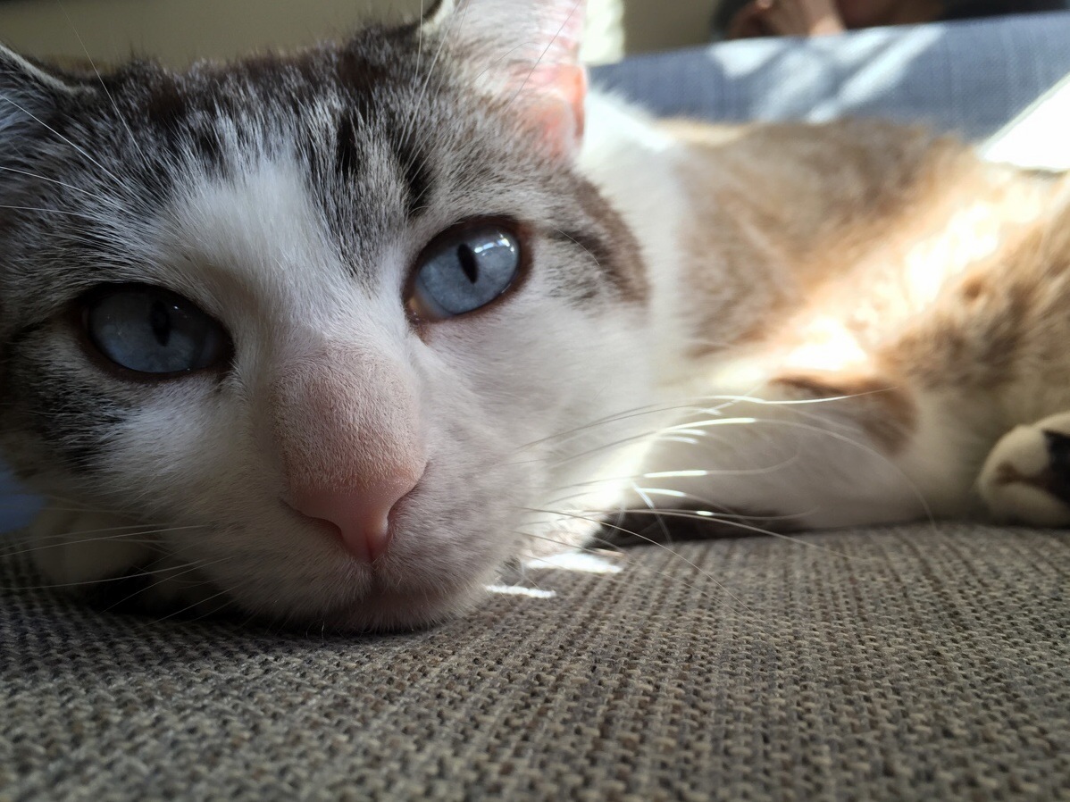 Stan Is Flashing Me His Baby Blues in the Saturday Sun.
