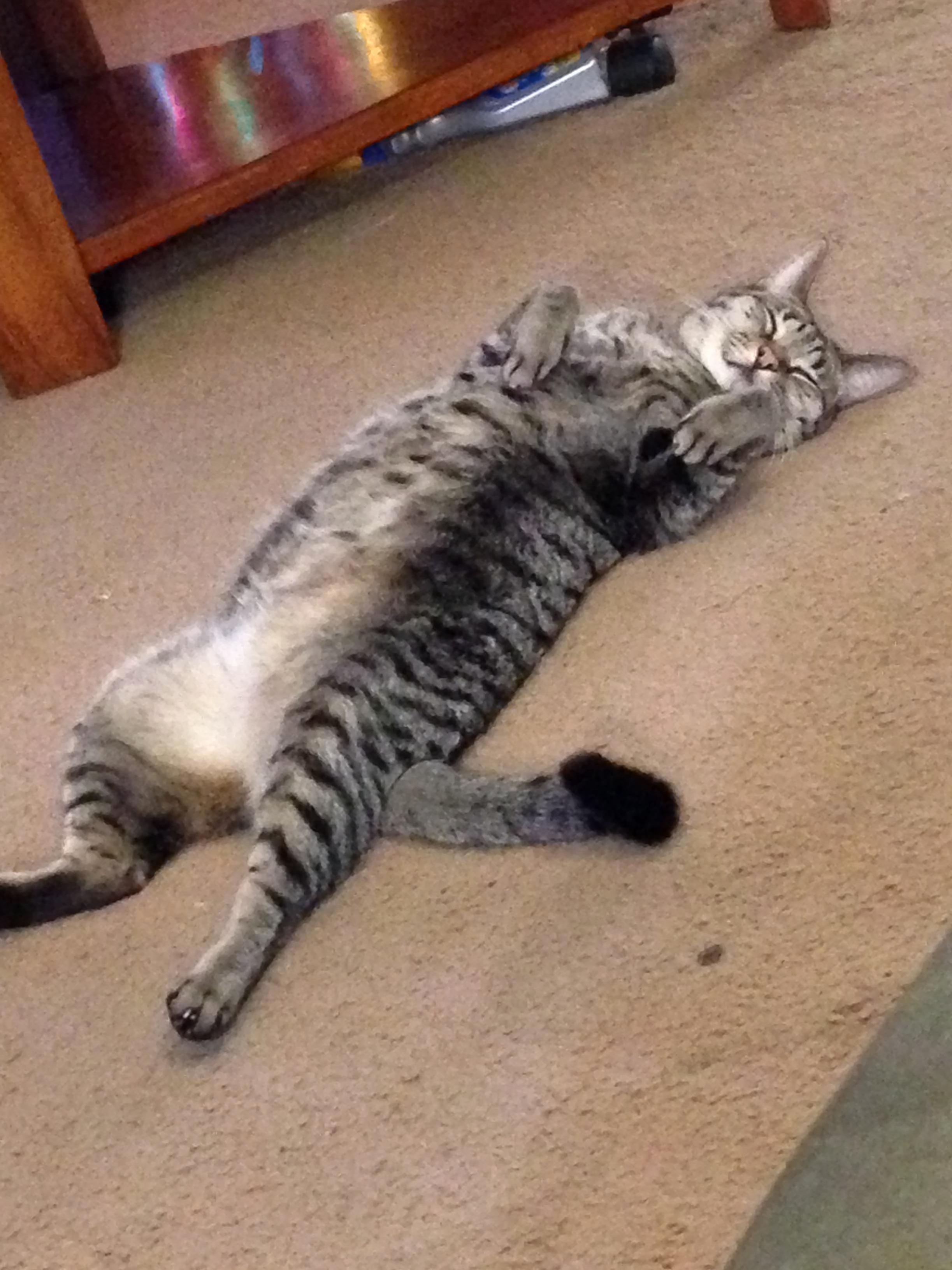 Stinkers Is Comfortable