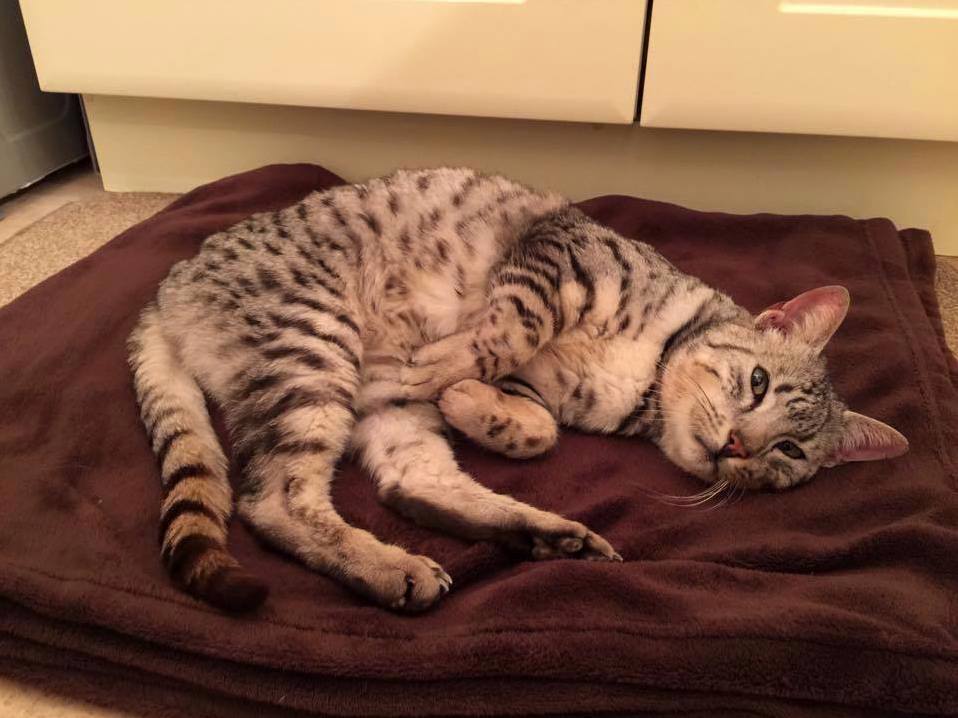 Story of Two Cat-brothers Reunited After 7 Years with a Bittersweet Ending