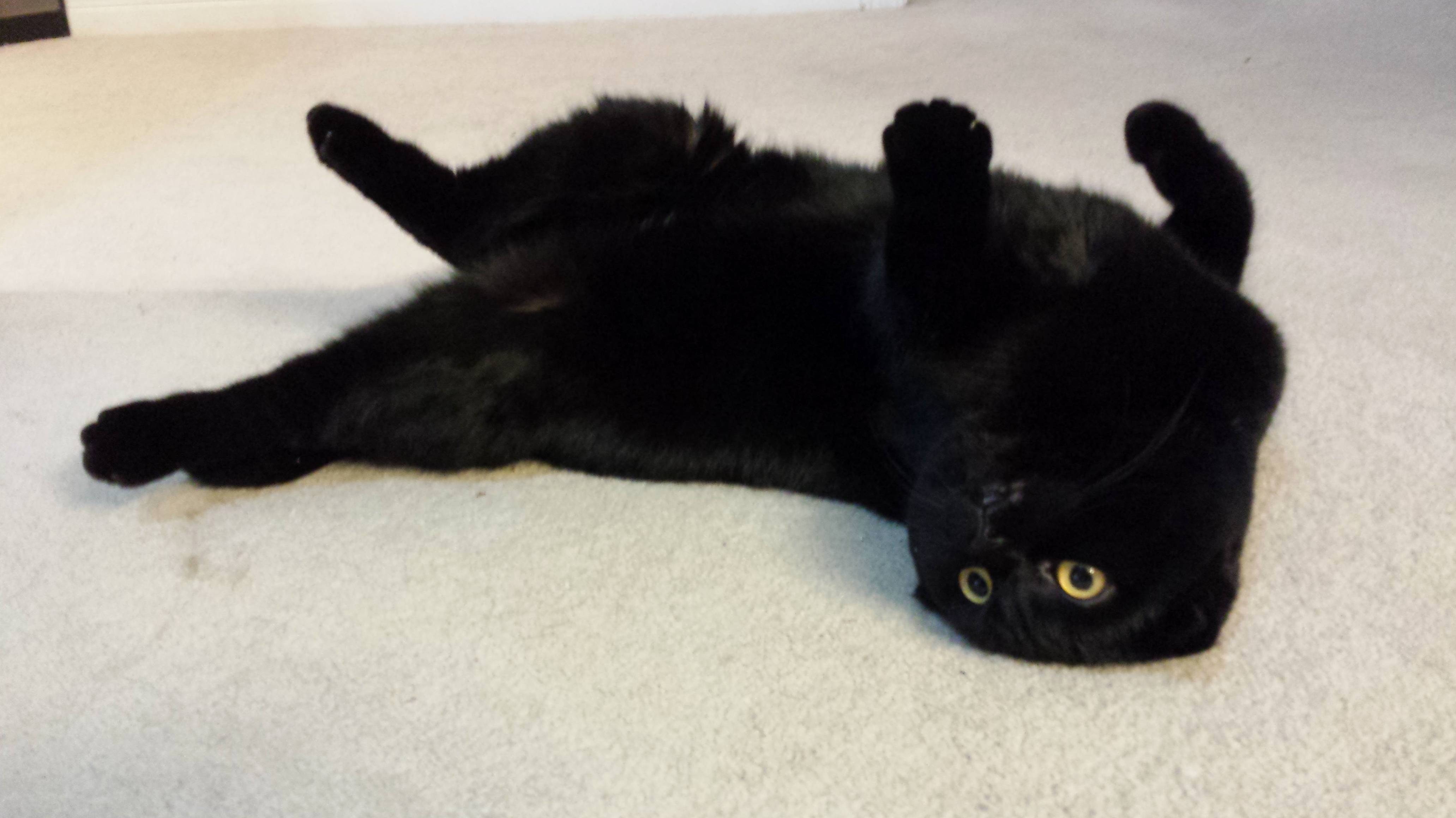 Stretched Out Kitty