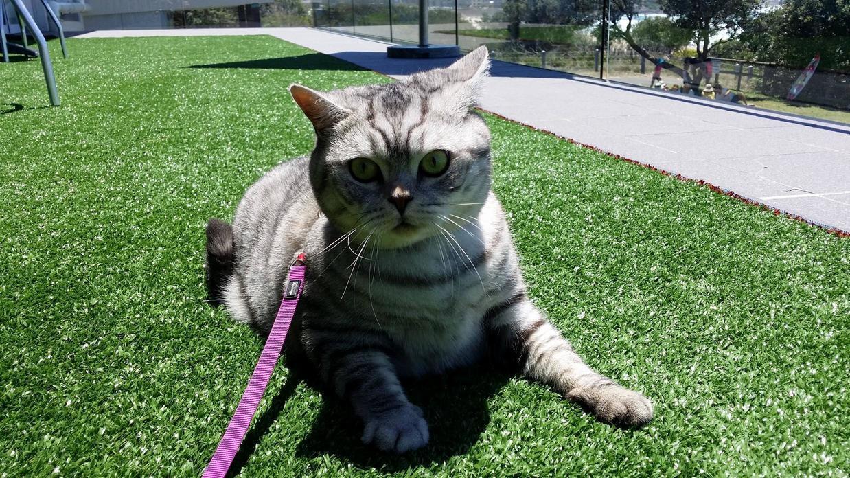 Sydney Enjoying His Day Out in the Sunshine