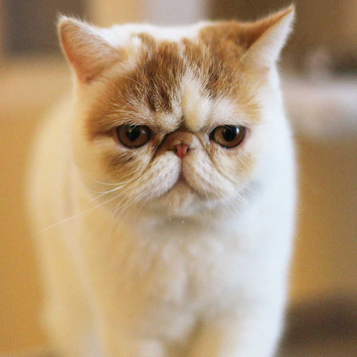 Taco Is Always Judging You and Your Life Decisions.