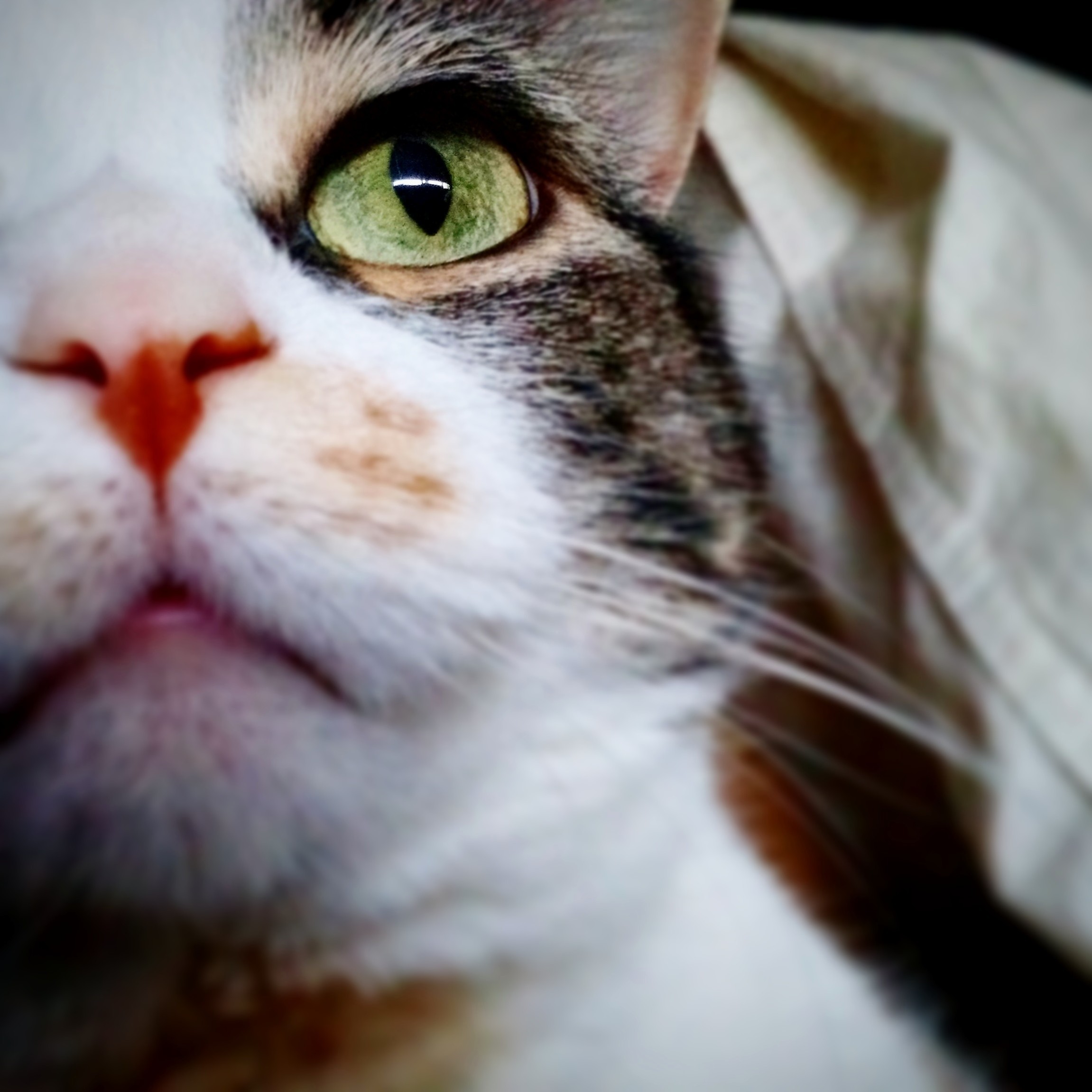 That Eye