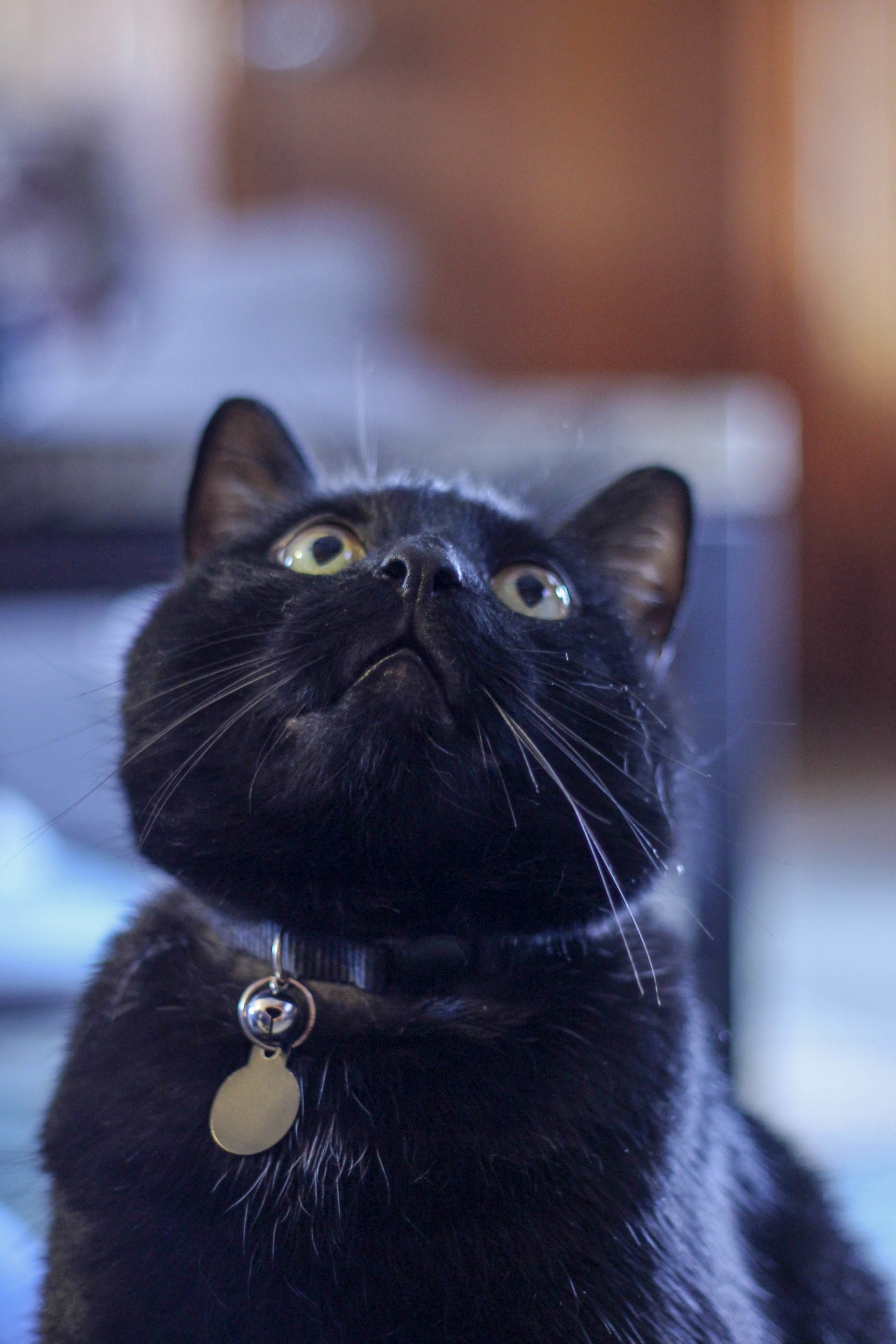 The Black Cat Struggle Was Conquered Today