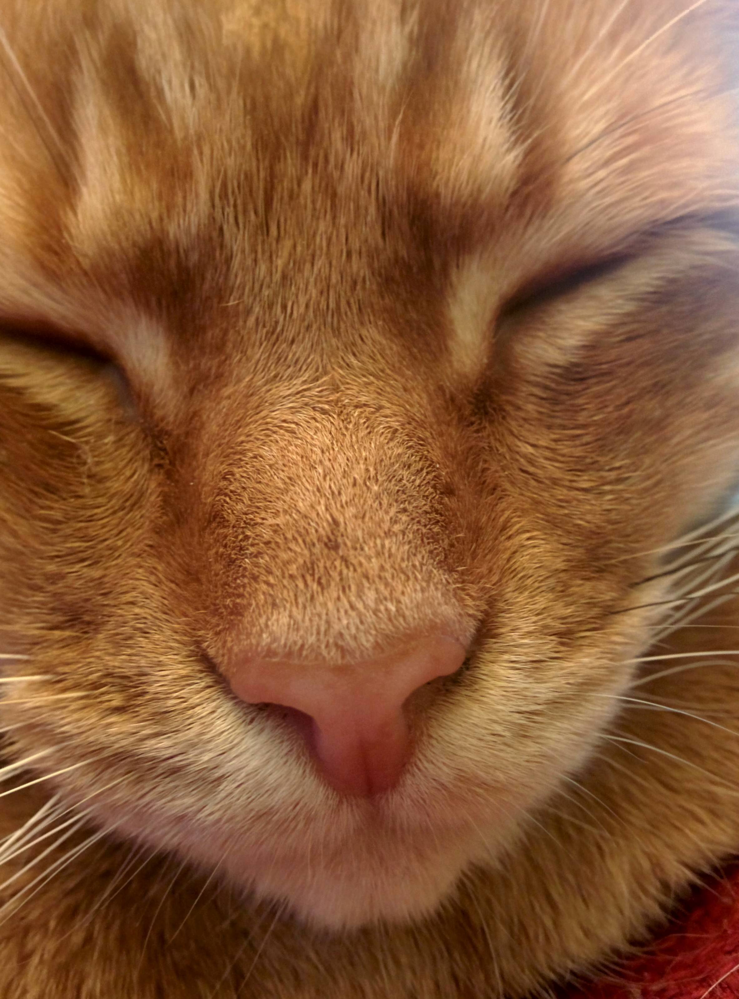 The Most Boopable Nose on the Planet.