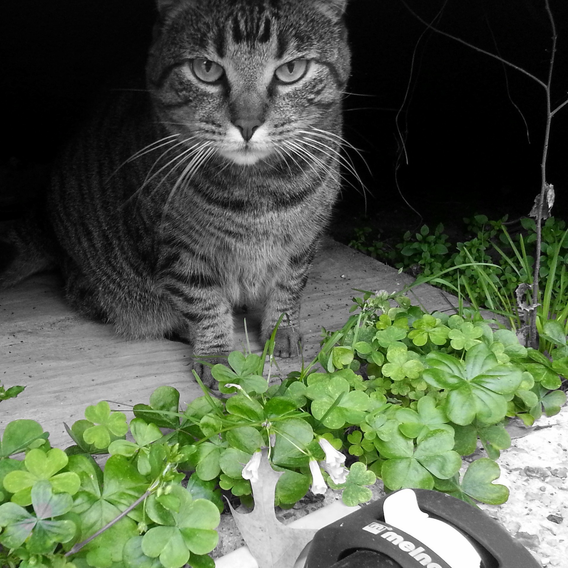 The Only Artsy Picture on My Phone. Heres Cleo