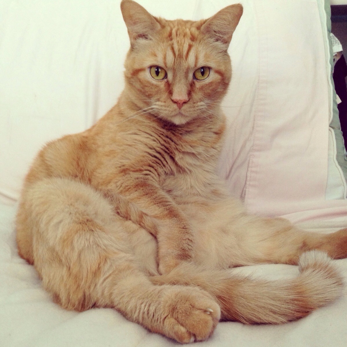 The Seductive Sammy